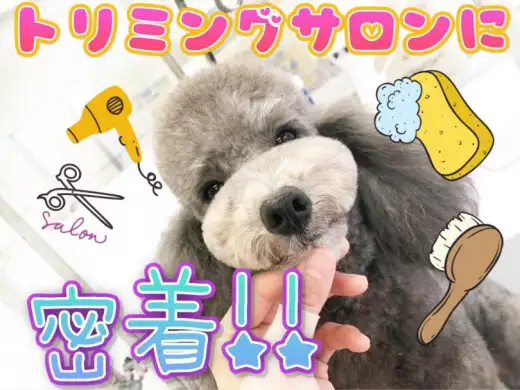 【 店舗紹介 】ユアペティア東日暮里店マルワンの隣！ビューティーサロンに密着！