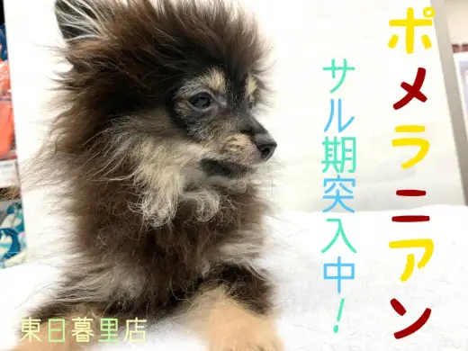 【 ポメラニアン 】セカンドレビュー！希少クマポメくんの現在をリポート！！