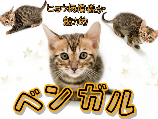 【 ベンガル 】多頭飼い向け子猫ちゃん！綺麗なヒョウ柄に身を包むベンガルちゃん！