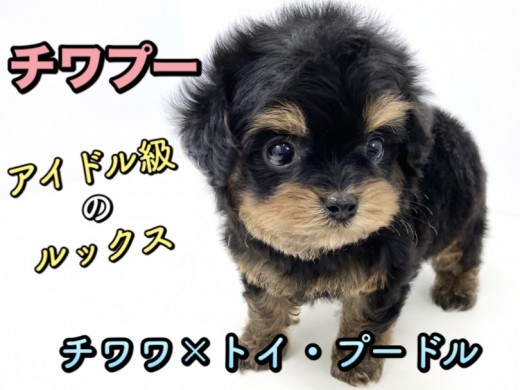 【 MIX 】童顔・小さめ・ドワーフ体型！全てを備えたプレミアム「チワプー」