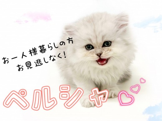 【 ペルシャ 】一人暮らしの方必読！マイペースなペルシャちゃんをご紹介！