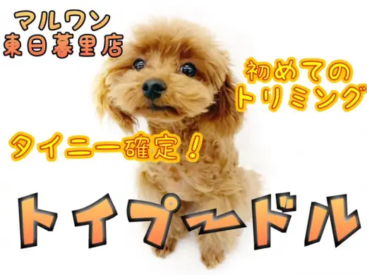 【 トイプードル 】生後4ヵ月半で約1.3kg！タイニープーくんの初カット！