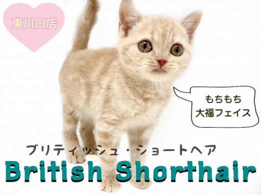 【 ブリティッシュショートヘア 】丸顔・童顔ネコの代表格！クリームカラーの天使！