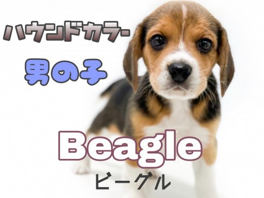 【 ビーグル 】性格良し・体格良し！一番人気ハウンドカラーの男の子！