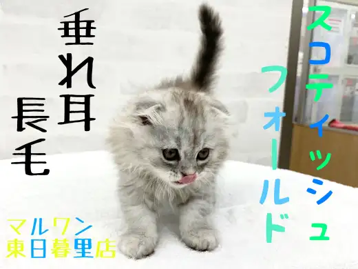 【 スコティッシュフォールド 】最高級の癒し！垂れ耳長毛の至高の組み合わせ！