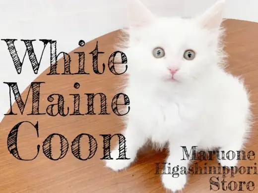 【 メインクーン 】可愛くて神々しい純白のホワイトメインクーンを徹底解説！