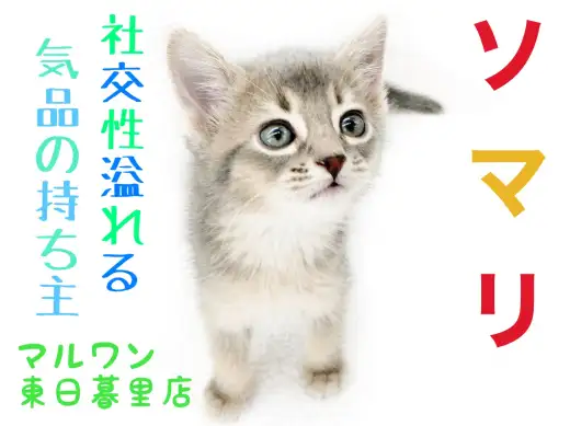 【 ソマリ 】小柄な長毛猫種！社交性抜群性格良しの美形にゃんこ！