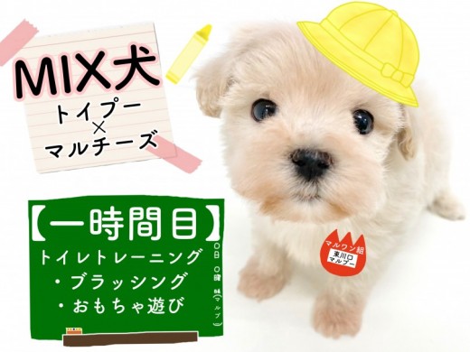 【 MIX 】トイレもおもちゃ遊びもバッチリ！過去最高クラスに賢いマルプーちゃん！！