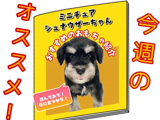 【 ミニチュアシュナウザー 】王道カラーの女子！マイペースな性格がたまりません！