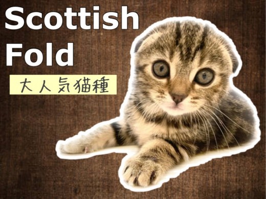 【 スコティッシュフォールド 】史上最強の垂れ耳！丸顔スコティッシュちゃん登場！
