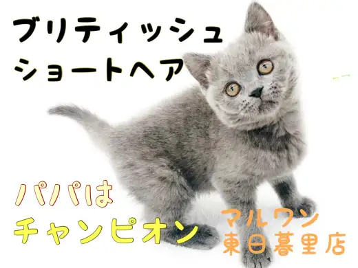 【 ブリティッシュショートヘア 】全てが可愛すぎる！パパはチャンピオンの良血統！