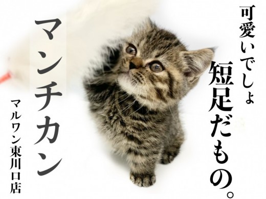 【 マンチカン 】短足×丸顔！？可愛いを詰め込んだ甘えんぼうキジトラマンチ！