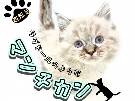 【 マンチカン 】驚異的な足の短さ！ラグドールにそっくりなマンチカンちゃん登場！