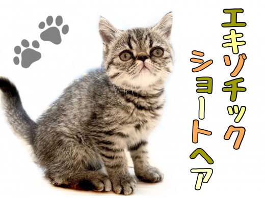 【 エキゾチック 】希少猫種！鼻ぺちゃブサかわフェイスが武器の元気ボーイ！