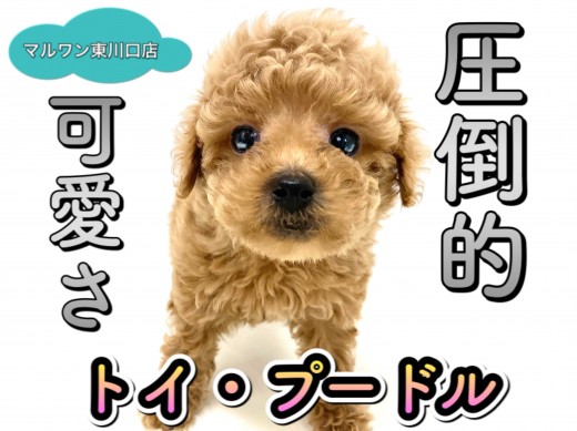 【 トイプードル 】小さめタイニー系プードル！ワンコ初心者やお子様向けの理由を解説！