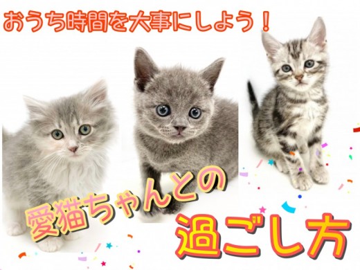 【 仔猫ちゃんと共同生活 】お家時間が増えてきたこの時期、愛猫ちゃんとの過ごし方
