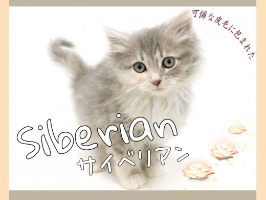 【 サイベリアン 】数少ないブルーパッチドタビー＆ホワイトカラー！東川口店のアイドル
