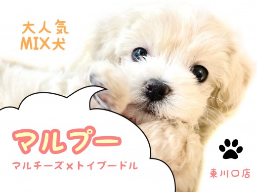 【 マルチーズ×プードル 】ハイブリットなMIX犬マルプー！良い所取りの人気犬種！！