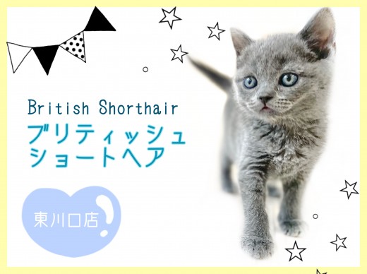 【 ブリティッシュショートヘア 】美しきブリティッシュブルーの美男子登場！
