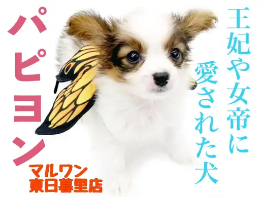 【 パピヨン 】王妃や女帝も愛した気品溢れる究極の愛され犬