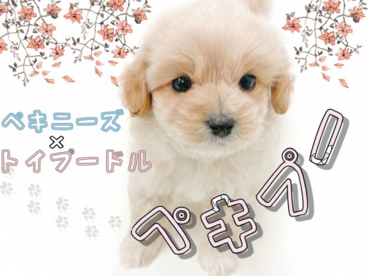 【 MIX 】MIX犬の中でも人気上位！滅多に出会えないペキプーがやって来た！！