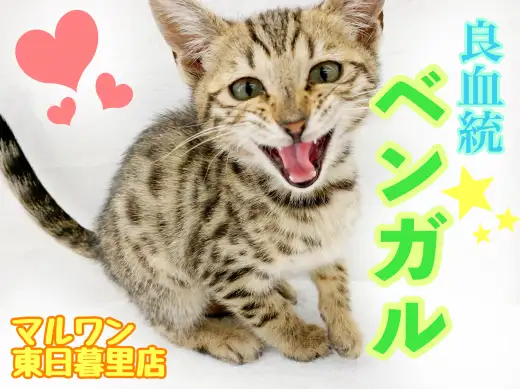 【 ベンガル 】良血統を受け継ぐ、ワイルドと甘えん坊のギャップ萌え！