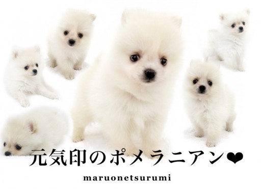 【 ポメラニアン 】コットンフラワーの様な被毛!愛らしさ満点ポジティブガール!