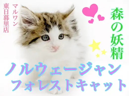 【 ノルウェージャンフォレストキャット 】甘えん坊マイペースな森の妖精！