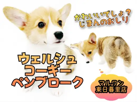 【 ウェルシュコーギーペンブローク 】小型コーギー！？小さめの食パンフォルム