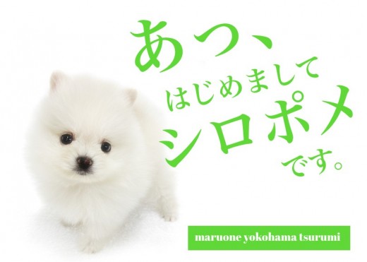 【 ポメラニアン 】可愛さ抜群!毛量たっぷりの小さめ白ポメ登場!