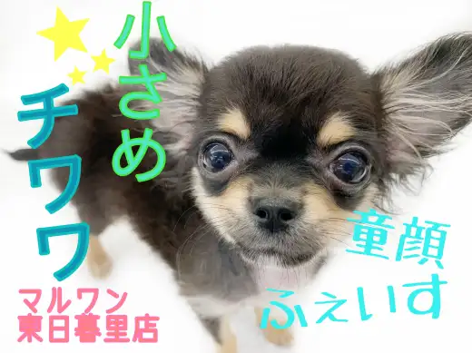 【 チワワ 】生後4ヵ月で723g！極上のルックスを誇る小さめチワワ！