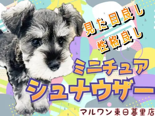 【 ミニチュア・シュナウザー 】賢くて可愛くて穏やかなシュナちゃんの最新情報！