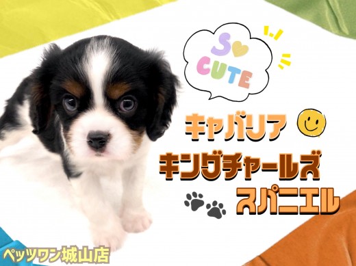 【 キャバリア・キングチャールズ・スパニエル 】超マイペースな癒し犬