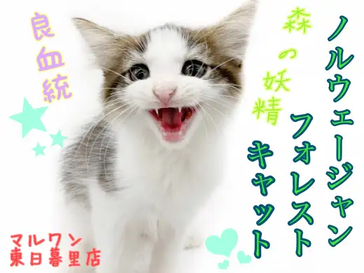 【 ノルウェージャンフォレストキャット 】良血統！とにかく甘えん坊な妖精にゃんこ