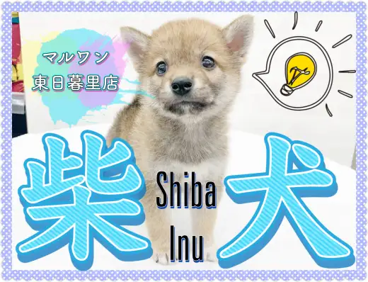 【 柴犬 】むちむちのおっとりボーイ！優しいお顔のくま顔しばがやってきた！