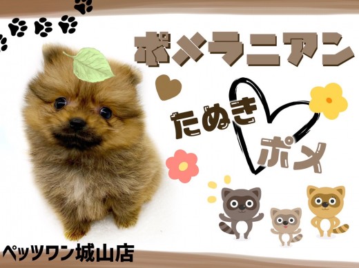 【 ポメラニアン 】超人懐っこいメチャカワなタヌキポメちゃん