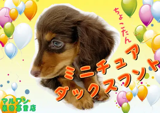 【 ミニチュア・ダックスフント 】チョコタンカラーのスイートな女の子！