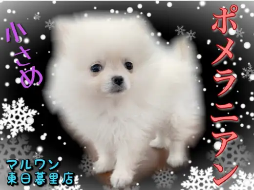 【 ポメラニアン 】つぶらな瞳の小さめポメ！お迎えに必要なアイテムもご紹介！
