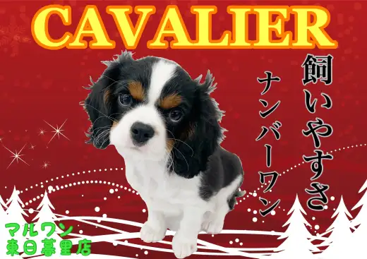 【 キャバリア 】飼いやすさNo1！最上級ルックスのビギナー向けわんこ！