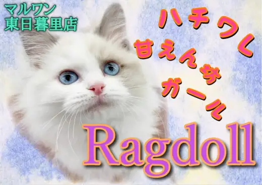 【 ラグドール 】福を招くハチワレ甘えん坊ガールがやってきた！