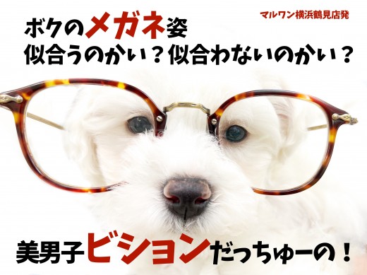 【 ビション・フリーゼ 】将来はファッションモデル!穏やかで優しい性格の持ち主!