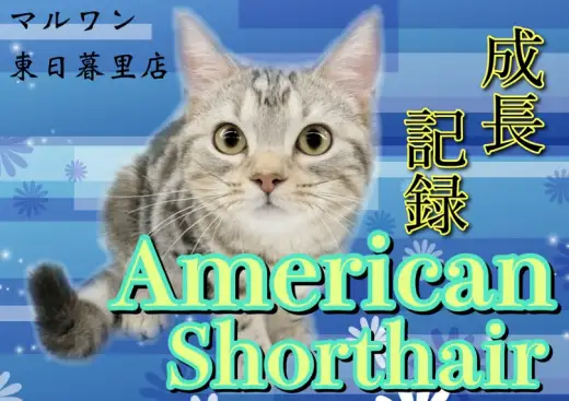 【 アメリカンショートヘア 】ハーフバースデーを迎えた甘えん坊にゃんこのイマ！