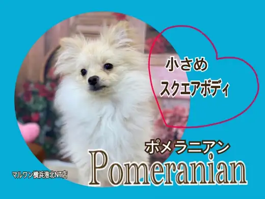 【 ポメラニアン 】生後6ヶ月スクエアボディの小さめポメ君