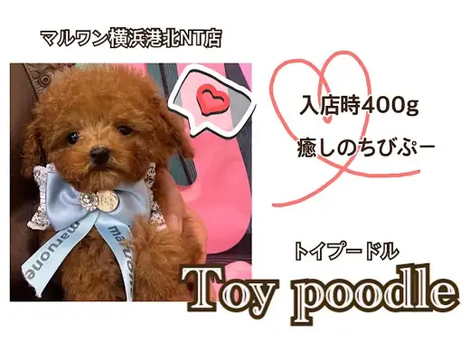 【 トイ・プードル 】 入店時400gのレッドカラーが綺麗なスペシャルベイビー