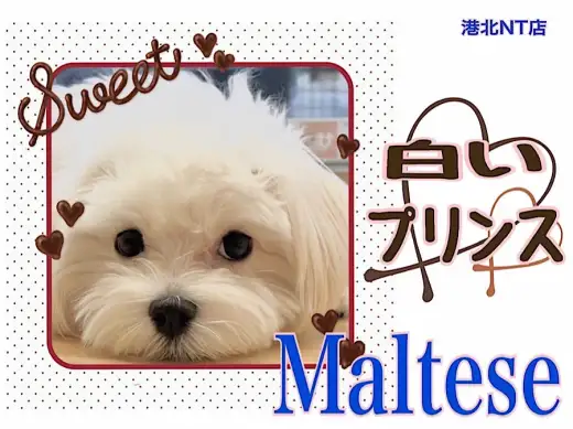 【 マルチーズ 】ホワイトドッグ6ヶ月のマルチーズくんの今