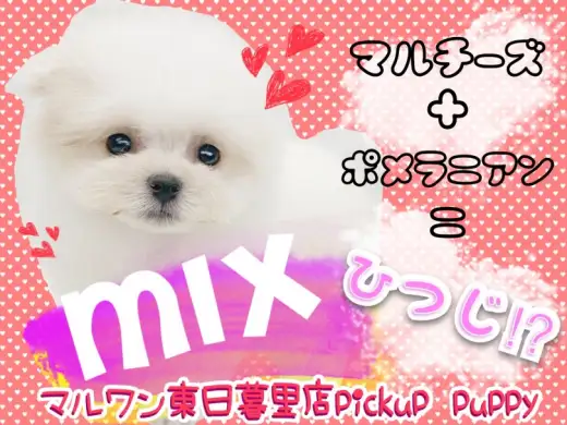 【 MIX 】オンリーワンの魅力がたまらない！最上級マルポメちゃんが降臨！