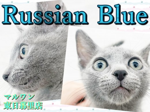 【 ロシアンブルー 】猫好きも犬好きも虜にするボイスレス甘えん坊キャット！