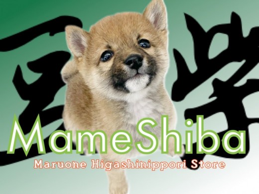 【 豆柴 】認定証付きの体高30cm未満の両親からうまれたサラブレット！