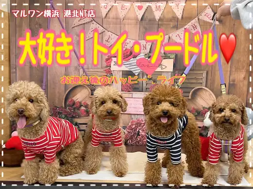 【 わんこライフ 】トイプードルの可愛い自慢を卒業生に聞いちゃいました！