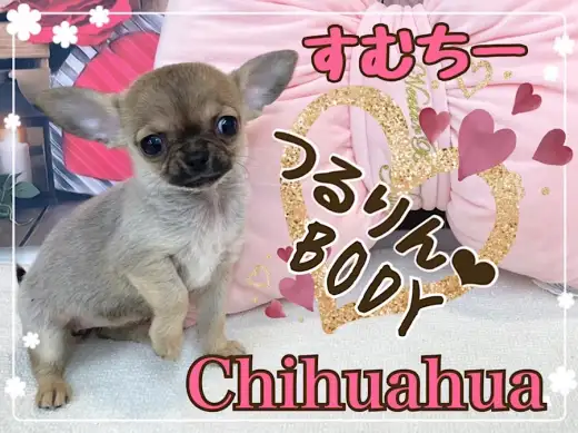 【 チワワ 】小さめ！つるりんBODYのフォーンカラーのスムチーちゃん！